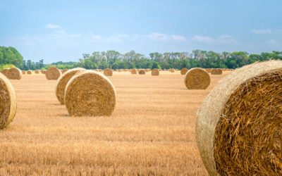 La Paille, matériau traditionnel ou innovant ?