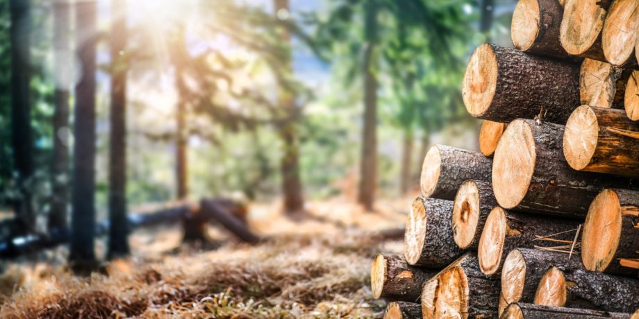 Filière Bois Min E1633334700655