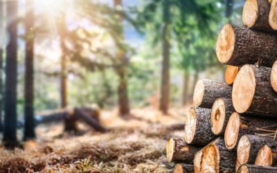 Le bois est reconnu par les Français comme le matériau le plus écologique