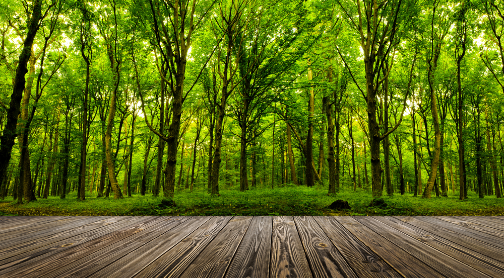 Filière Foret Bois 