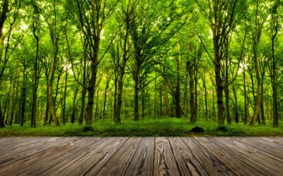 La filière bois s’organise pour peser dans la décarbonation de l’économie