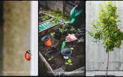 La biodiversité urbaine et le bâti, un défi de taille à relever !